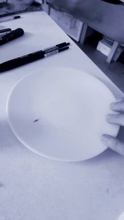 En tant qu’artisan d’art nous avons à cœur de mettre au mieux notre savoir-faire, nos métiers sont souvent rares et nos outils restent traditionnels pour la plupart du temps.Mais aujourd’hui quand on peint que ce soit sur porcelaine, aquarelle, huile ou autre, nous sommes confrontés à un problème d’éthique. Nos pinceaux sont faits à partir de poils de petits animaux qui plus est plus mignons les uns que les autres.Comme dans beaucoup de domaines aujourd’hui, l’industrie est une industrie de masse qui ne fait que peu de cas du bien être des autres ou des animaux.Je ne suis pas sure évidemment mais je pense qu’avant on ne tuait pas des animaux uniquement pour leur prendre quelques poils de leur queue.J’ai moi- même une brosse à chaussure en crin de cheval qui a été faite artisanalement par le père de mon beau-père (il y a donc environ 120 ans), le cheval n’a pas été tué pour cela, il suffisait juste de récoltait les poils.Bien sûr à l’échelle mondiale cela ne fonctionne pas comme cela. Mais j’avoue que naïvement ou peut-être parce que je n’arrivais pas à l’imaginer ou à le regarder en face, je ne pensais pas que nos pinceaux en martre étaient le résultat d’autant d’atrocités.L’homme me surprendra toujours par sa créativité aussi malsaine que bienveillante aussi … heureusement.Ce week-end ma sœur qui pour son travail a participé à un séminaire sur les différents matériaux des beaux-arts m’a un peu mis les points sur les i et m’a fait regarder la vérité en face. J’ai fait des recherches et les images que j’ai vues sont ignobles, nos œuvres ne devraient pas être à ce prix.Le dilemme est alors de trouver une alternative à ses pinceaux si parfaits je dois le dire d’un point de vue artistique. J’en reviens à ma sœur qui a testé une gamme de pinceaux synthétique, j’étais réticente car j’ai déjà essayé de peindre avec des pinceaux synthétiques et le résultat n’était vraiment pas à la hauteur.Je dois préciser avant de continuer que je n’ai aucun lien de quelque façon avec les fabricants de ces pinceaux. Suite en commentaire#artisandart #peinturesurporcelaine #metiersdartgrandest #pinceauxRaphaël #pinceau #nocesdeporcelaine #pinceausynthétique  #Raphaël